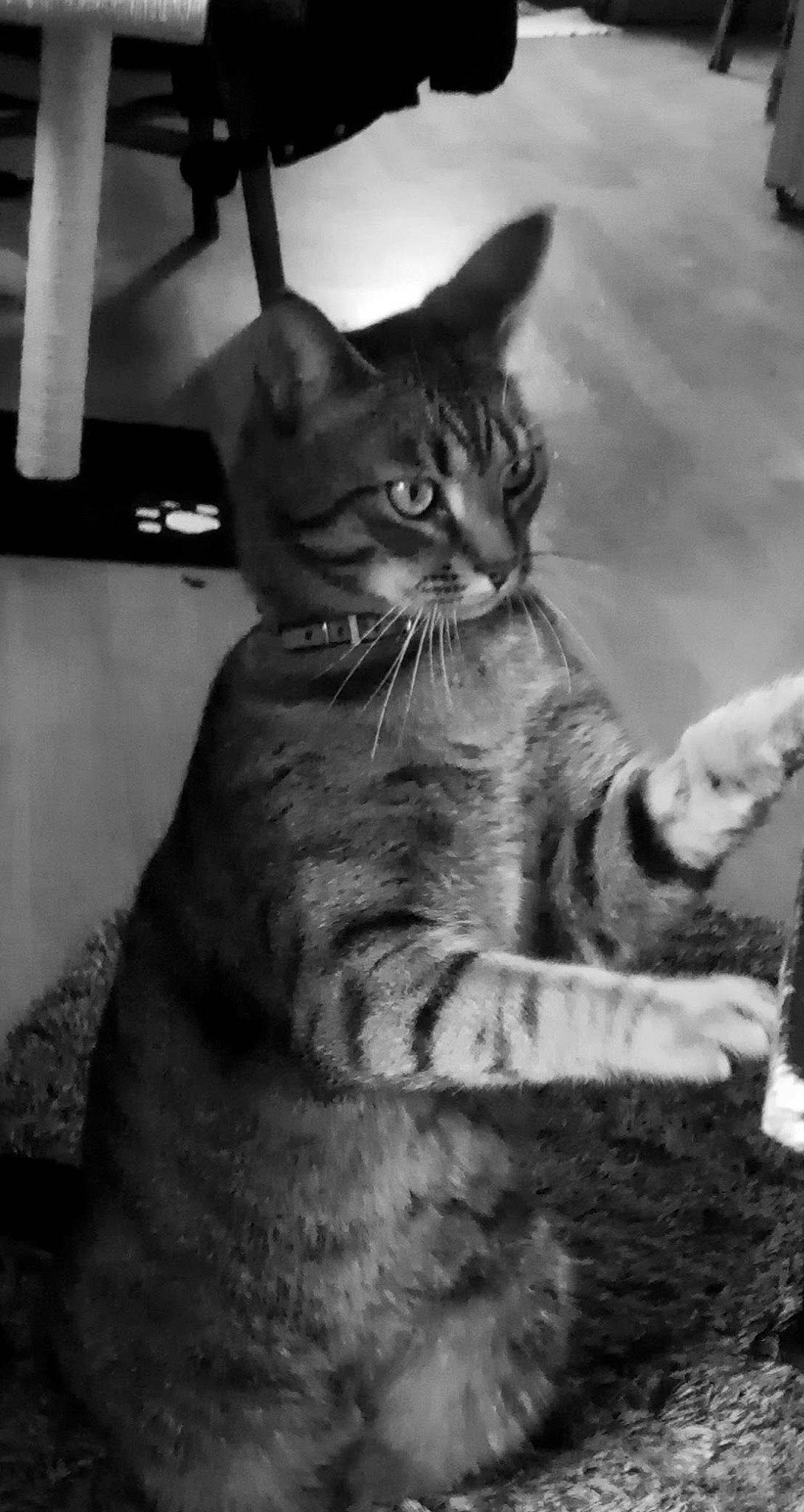 Roméo a rejoint le concours — aidez-le/la à gagner de superbes lots ! black_and_white, carnivore, cat, darkness, domestic_short_haired_cat, felidae, fur, gesture, monochrome, monochrome_photography, paw, sitting, small_to_medium_sized_cats, snout, stock_photography, style, tail, tree, whiskers, wildlife