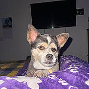 Aqua Marina is registered to the contest to win money with this photo: animal, bedroom, blanket, canine, closeup, comfort, cozy, dog, domestic, expression, furniture, indoor, paw, pet, portrait, purple, relaxed, resting, television, wall