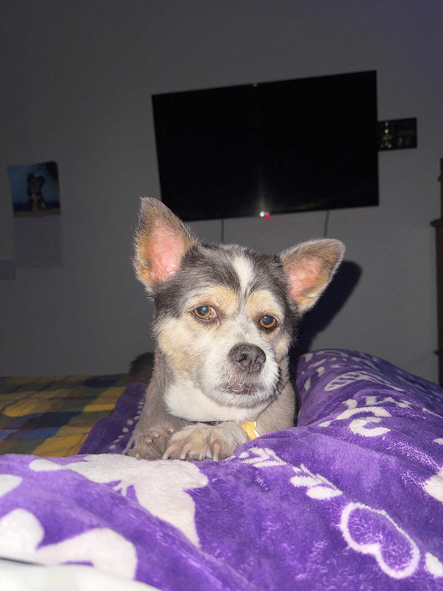 Aqua Marina is registered to the contest to win money with this photo: animal, bedroom, blanket, canine, closeup, comfort, cozy, dog, domestic, expression, furniture, indoor, paw, pet, portrait, purple, relaxed, resting, television, wall