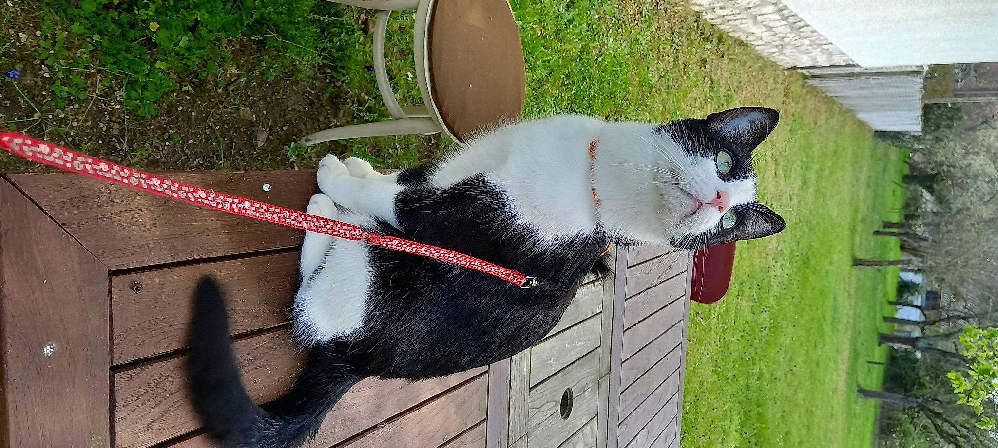 Salto participe au concours pour gagner de l'argent avec cette photo : carmine, carnivore, cat, chair, collar, companion_dog, dog_breed, dog_collar, domestic_short_haired_cat, felidae, fur, grass, pet_supply, plant, small_to_medium_sized_cats, tail, whiskers