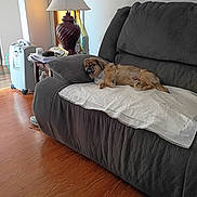 Cleo is registered to the contest to win money with this photo: appliance, brown_dog, comfort, couch, cozy, dog, fabric, furniture, home, indoor, lamp, living_room, papers, pet, relaxed, resting, sheet, side_table, small_dog, wooden_floor