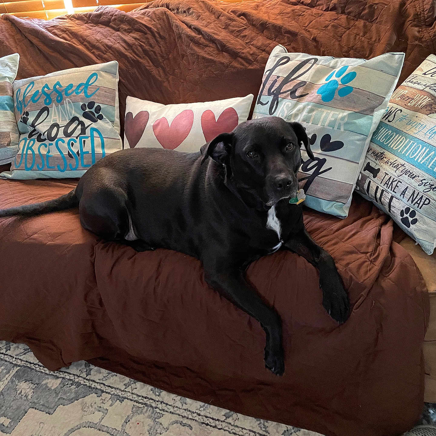 Weeza is registered to the contest to win money with this photo: animal, bed, canine, couch, cushion, dog, dogbed, furniture, homedecor, pet, pillow, tape