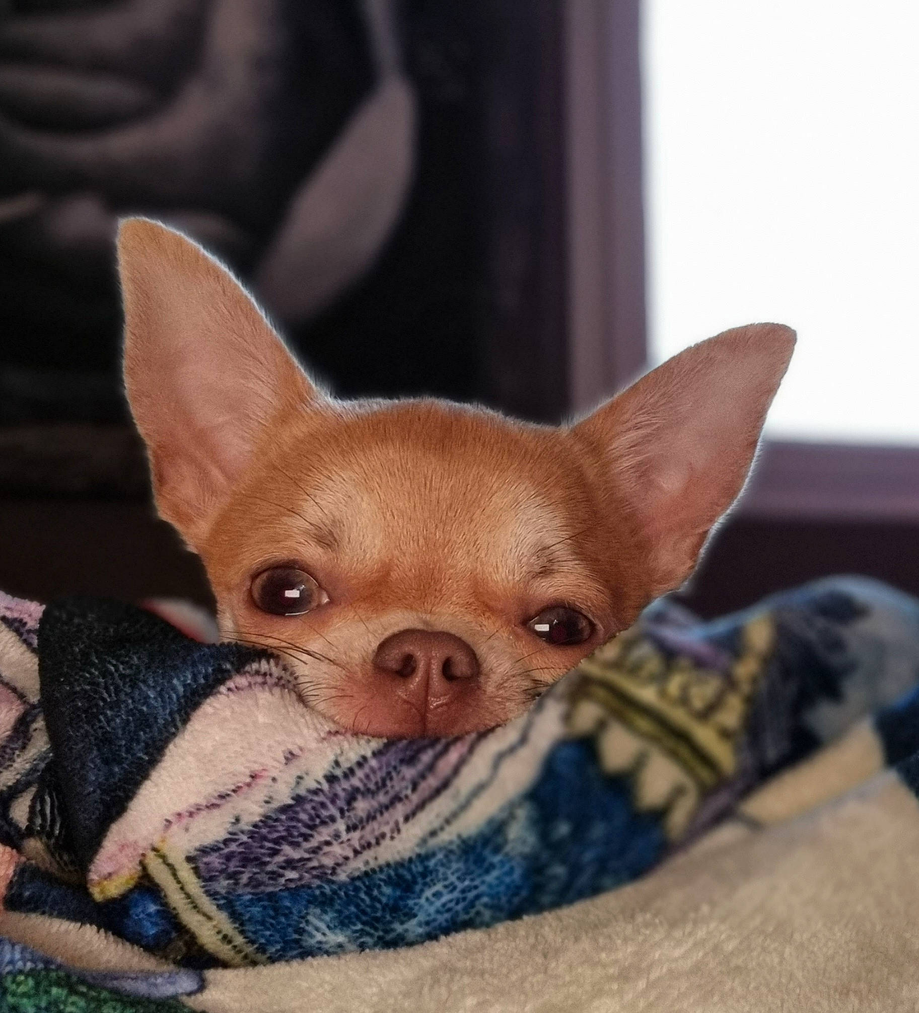 Skyla participe au concours pour gagner de l'argent avec cette photo : brown, canidae, carnivore, cat, comfort, corgi_chihuahua, curtain, donskoy, fawn, felidae, fur, small_to_medium_sized_cats, snout, terrestrial_animal, terrestrial_plant, toy, toy_dog, whiskers