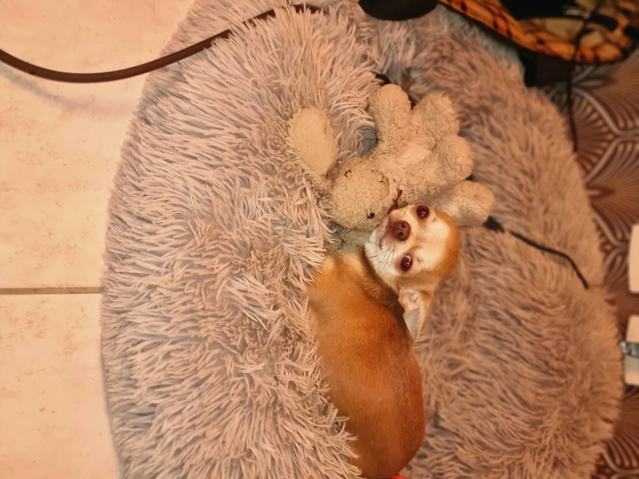 Skyla a rejoint le concours — aidez-le/la à gagner de superbes lots ! canidae, carnivore, comfort, fawn, fur, natural_material, paw, snout, stuffed_toy, tail, terrestrial_animal, toy, whiskers, wildlife, wood