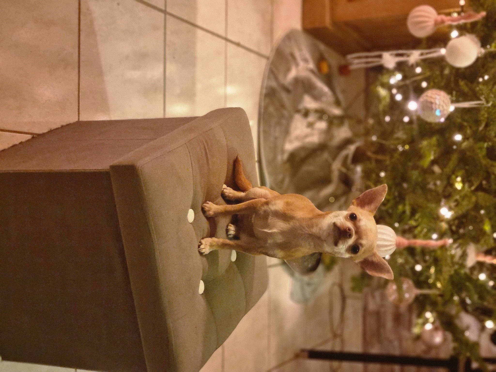 Skyla participe au concours pour gagner de l'argent avec cette photo : art, canidae, christmas_decoration, christmas_ornament, christmas_tree, conifer, event, fawn, felidae, holiday, holiday_ornament, ornament, room, small_to_medium_sized_cats, sporting_group, tail, tree, twig, window, wood