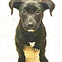 Shadow joined the competition — help win amazing prizes! puppy, dog, black_dog, sitting, young_dog, pet, animal, ears, looking_up, floor, canine, cute, domestic_animal, young, fur, front_view, indoor, companion, mammal, small