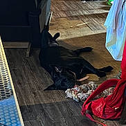 Shadow is registered to the contest to win money with this photo: dog, black_dog, pet, rope_toy, hardwood_floor, couch, backpack, red_backpack, hanging_clothes, indoor, sleeping, lying_on_back, collar, toy, shadow, flooring, home_interior, relaxation, paw, nose