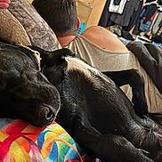 Shadow is registered to the contest to win money with this photo: dog, sleeping, black_dog, person, back, blanket, colorful, indoor, relaxing, couch, furniture, casual_clothing, tattoo, resting, paw, closeup, cozy, home, comfort, nap