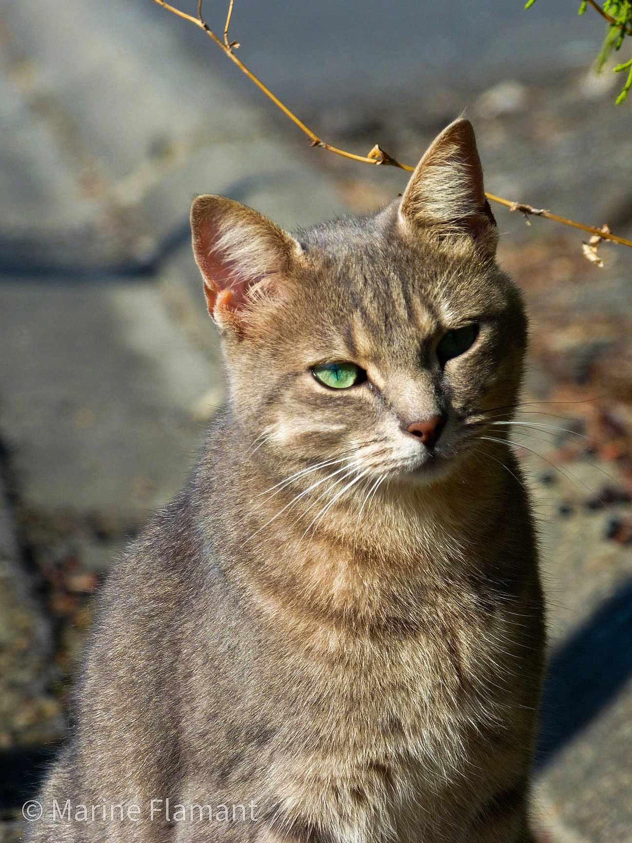 Myrtille participe au concours pour gagner de l'argent avec cette photo : aegean_cat, asian, australian_mist, carnivore, cat, chausie, domestic_short_haired_cat, european_shorthair, eye, felidae, german_rex, mammal, small_to_medium_sized_cats, snout, tabby_cat, tree, vertebrate, whiskers, wild_cat, wildlife