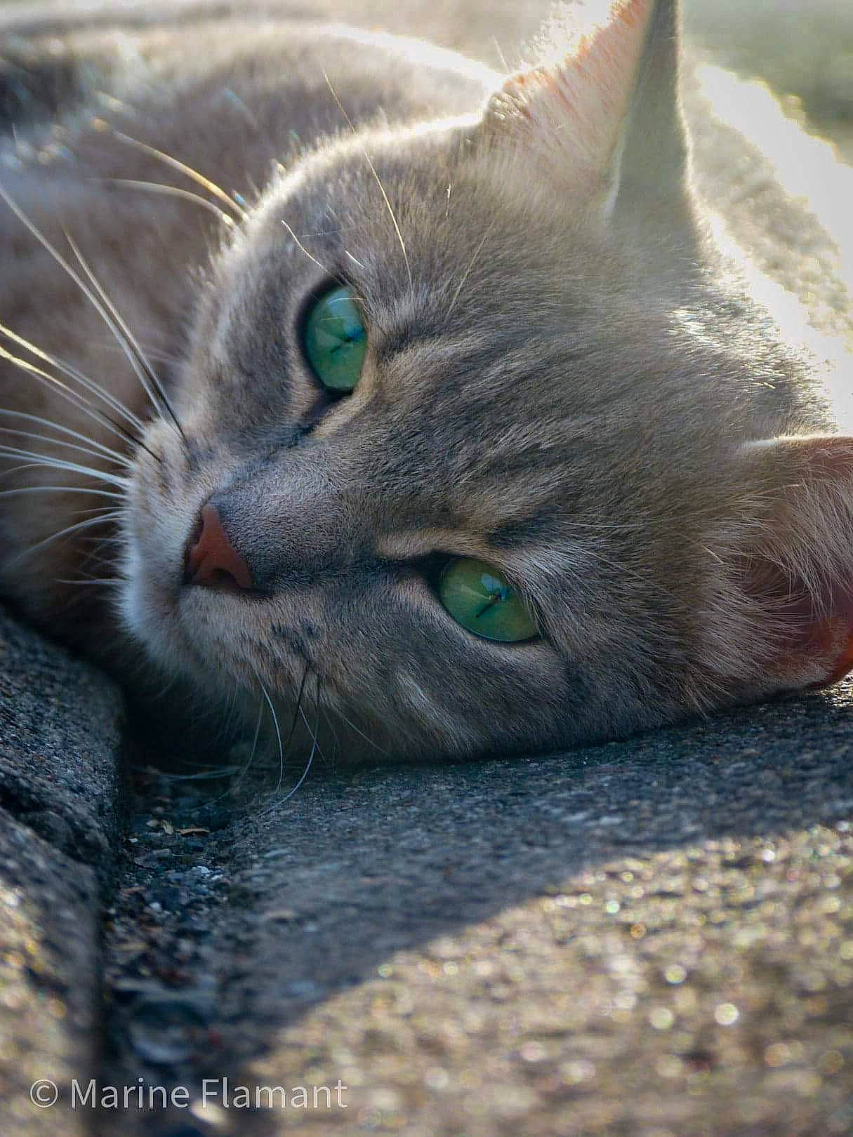 Myrtille participe au concours pour gagner de l'argent avec cette photo : aegean_cat, asian, burmese, carnivore, cat, close_up, domestic_short_haired_cat, european_shorthair, eye, felidae, korat, mammal, nebelung, ojos_azules, russian_blue, small_to_medium_sized_cats, snout, tabby_cat, whiskers, wildlife