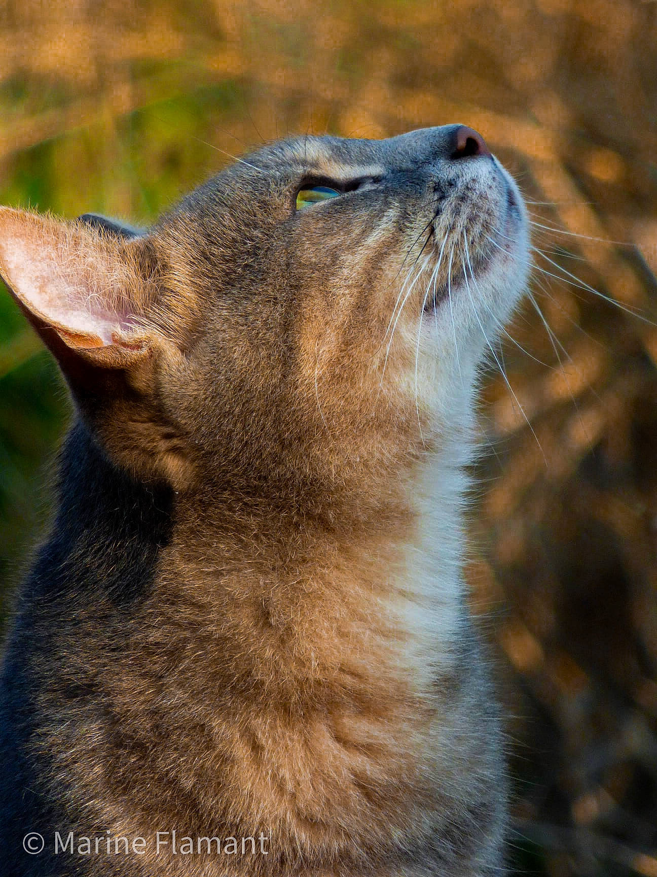 Myrtille a rejoint le concours — aidez-le/la à gagner de superbes lots ! asian, carnivore, cat, close_up, domestic_short_haired_cat, fawn, felidae, fur, mammal, photography, small_to_medium_sized_cats, snout, terrestrial_animal, vertebrate, whiskers, wild_cat, wildlife