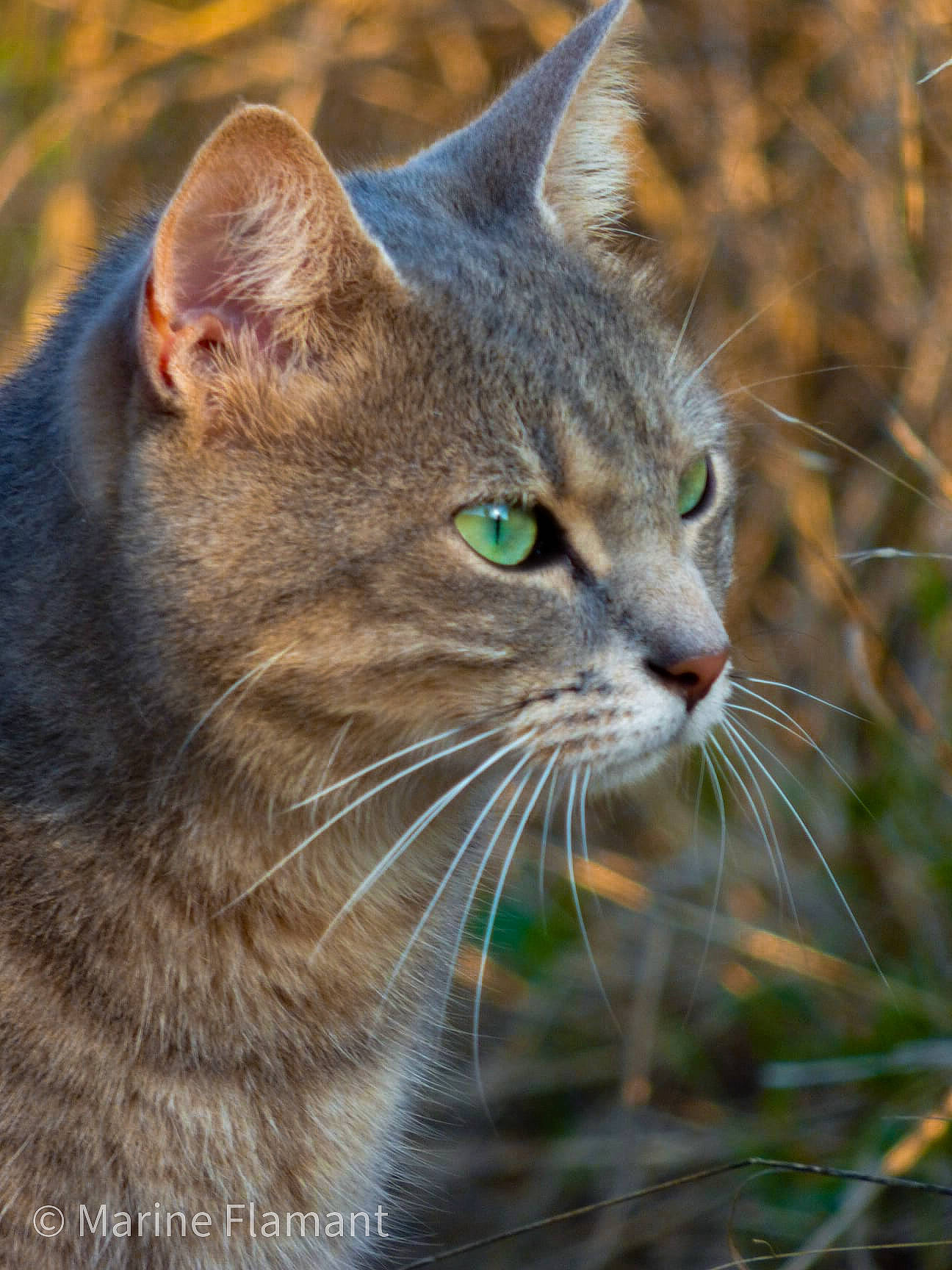 Myrtille participe au concours pour gagner de l'argent avec cette photo : american_wirehair, asian, australian_mist, carnivore, cat, close_up, domestic_short_haired_cat, european_shorthair, fawn, felidae, grass, mammal, pixie_bob, small_to_medium_sized_cats, snout, tabby_cat, vertebrate, whiskers, wild_cat, wildlife