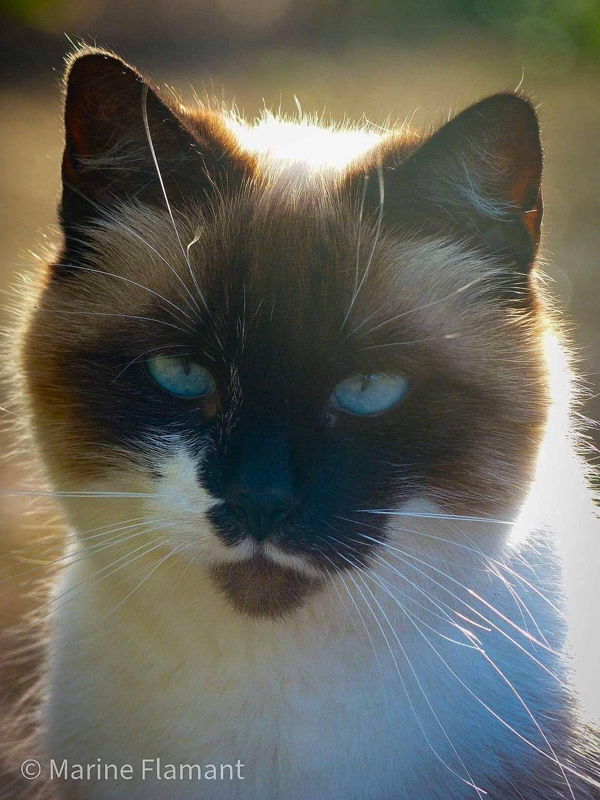 Mickette participe au concours pour gagner de l'argent avec cette photo : balinese, birman, burmese, carnivore, cat, eye, felidae, fur, himalayan, iris, mammal, ojos_azules, ragdoll, siamese, small_to_medium_sized_cats, snout, snowshoe, thai, vertebrate, whiskers