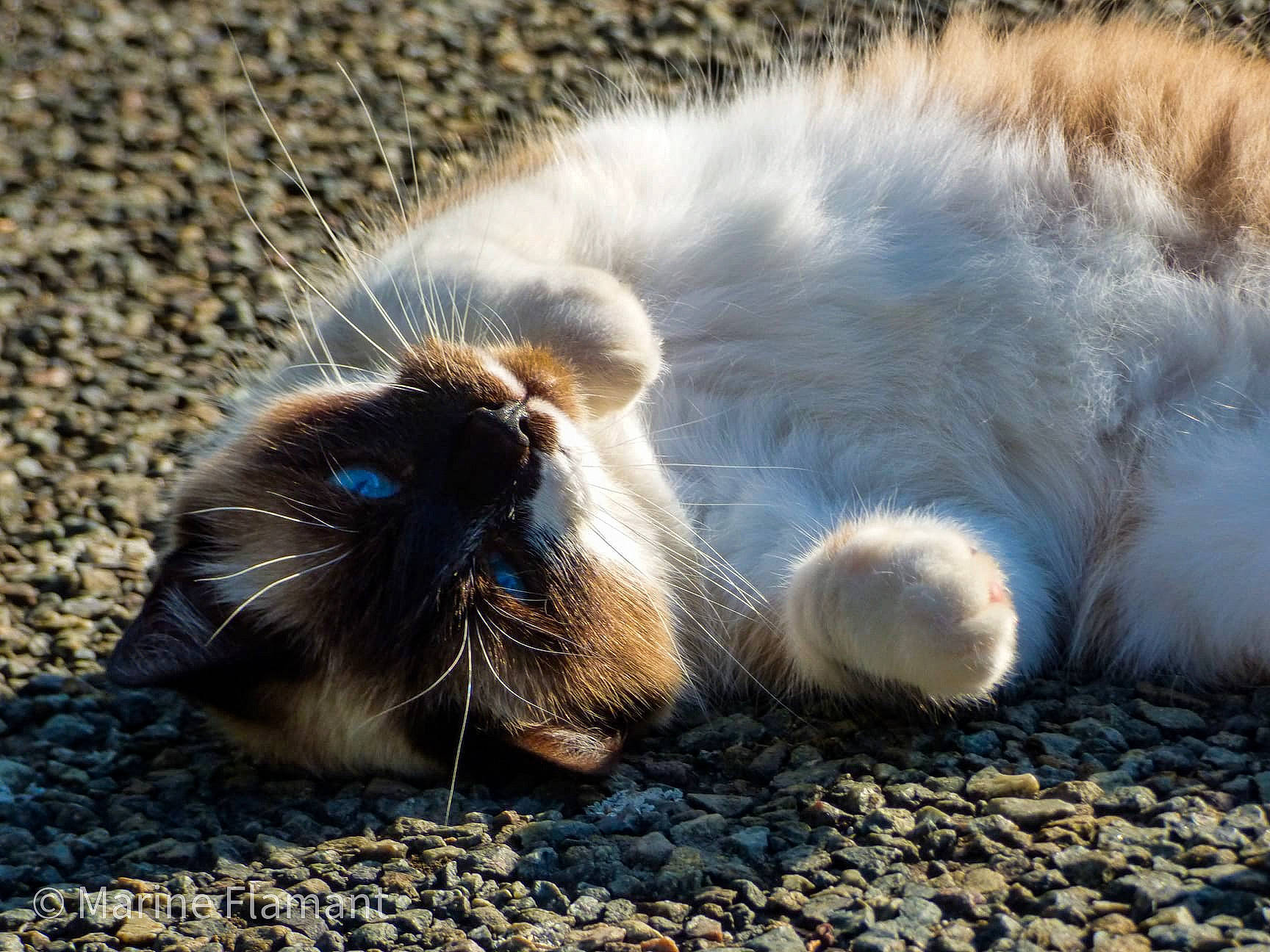 Mickette participe au concours pour gagner de l'argent avec cette photo : birman, carnivore, cat, claw, close_up, domestic_rabbit, fawn, felidae, fur, kitten, nose, paw, photography, polydactyl_cat, sand, small_to_medium_sized_cats, snout, tail, whiskers