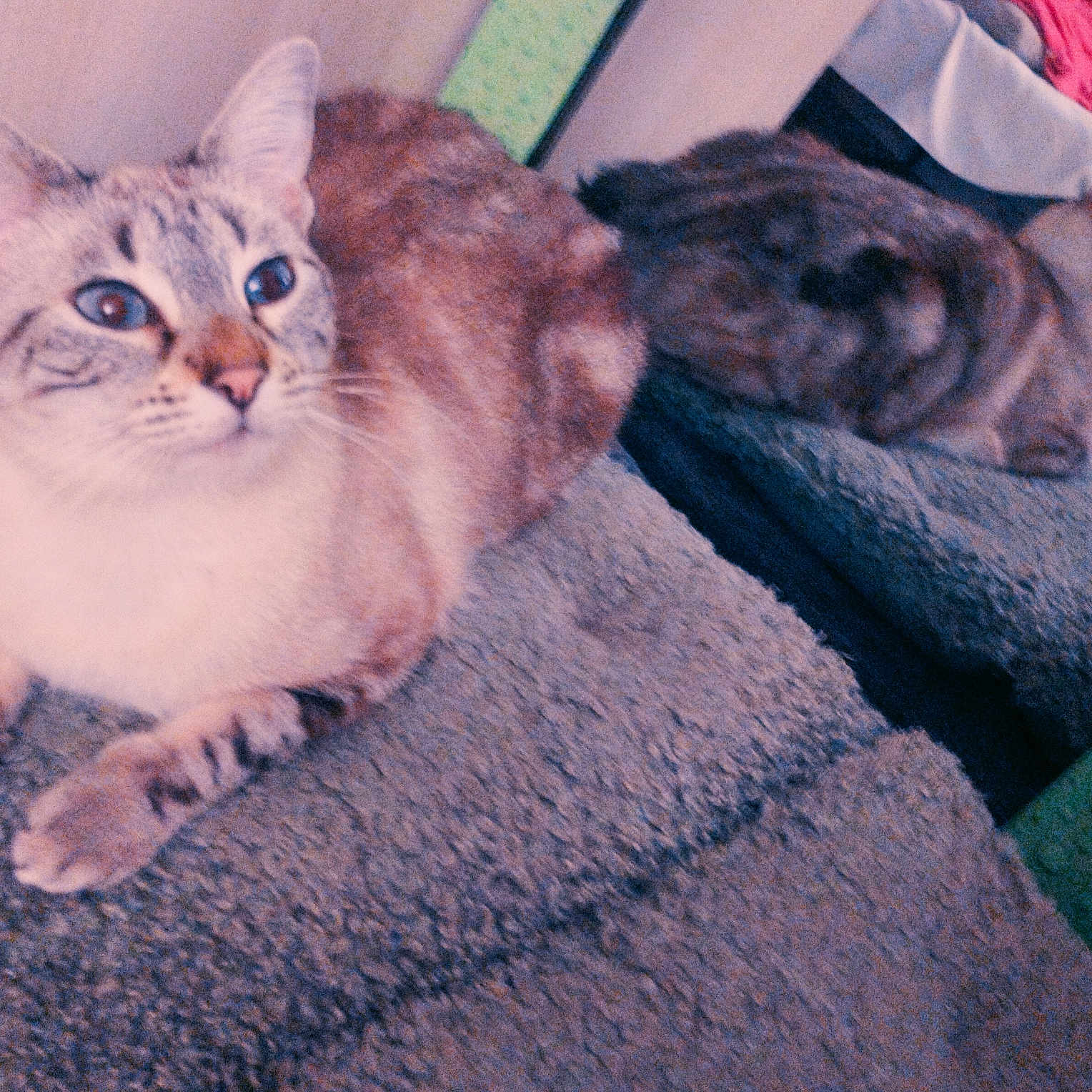 Bella