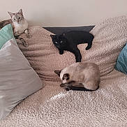 Bella participe au concours pour gagner de l'argent avec cette photo : cats, three_cats, animals, pets, bed, blanket, pillows, indoor, bedroom, relaxing, lounging, sitting, lying_down, black_cat, tabby_cat, colorpoint_cat, feline, soft_furnishings, cozy, home