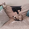 cats, three_cats, animals, pets, bed, blanket, pillows, indoor, bedroom, relaxing, lounging, sitting, lying_down, black_cat, tabby_cat, colorpoint_cat, feline, soft_furnishings, cozy, home