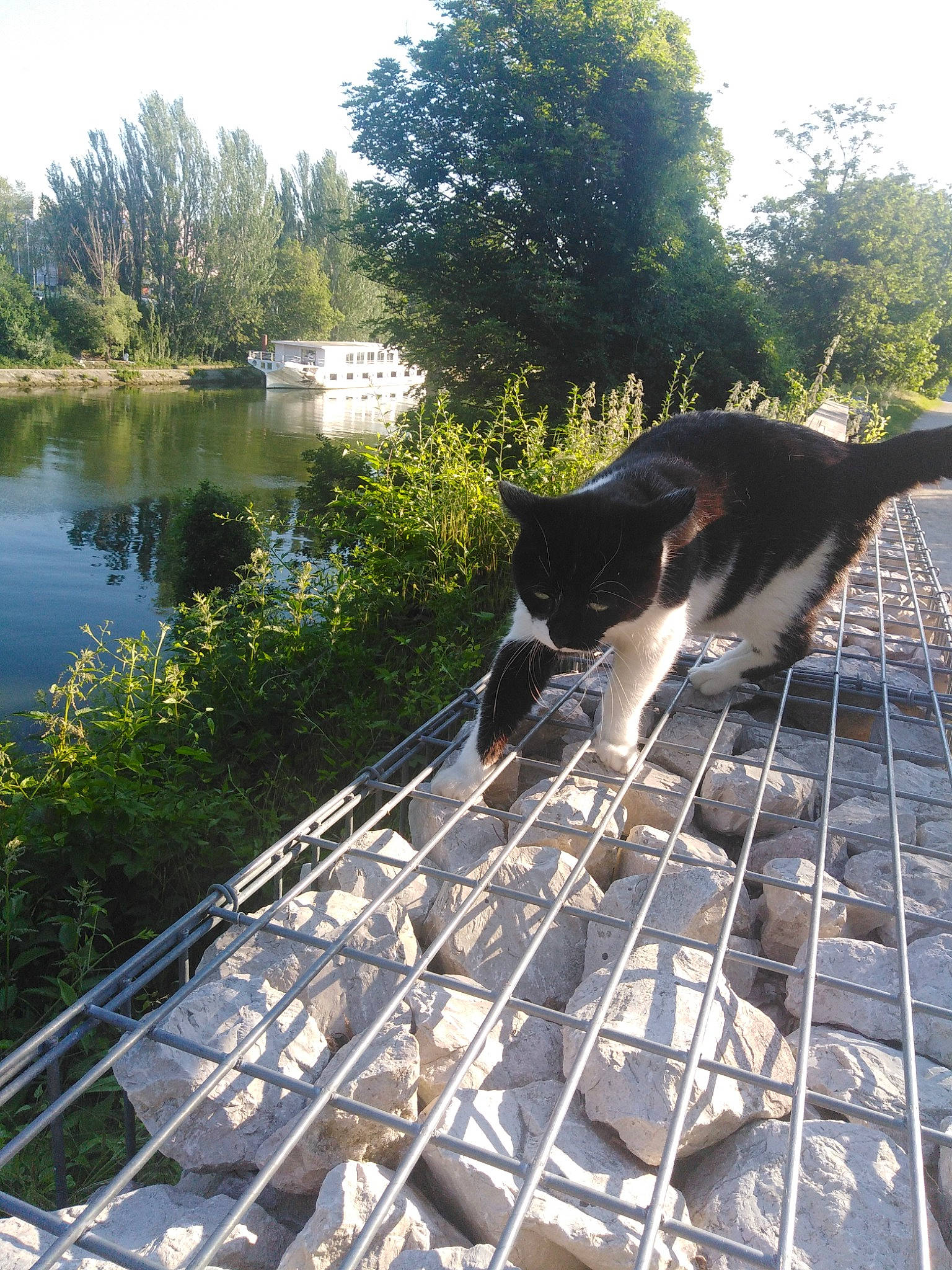 Milka a rejoint le concours — aidez-le/la à gagner de superbes lots ! boats_and_boating_equipment_and_supplies, carnivore, cat, chair, felidae, grass, lake, landscape, leisure, light, plant, roof, shade, sky, small_to_medium_sized_cats, tail, tree, water, whiskers, wood