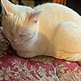 Powder is registered to the contest to win money with this photo: cat, white_cat, sleeping, pet, indoor, close_up, fur, whiskers, animal, cute, cozy, resting, floral_pattern, cushion, soft_light, peaceful, relaxation, domestic_animal, mammal, feline
