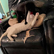 Powder joined the competition — help win amazing prizes! dog, cat, black_dog, white_cat, leather_chair, worn_out, torn_chair, playful, indoor, pillow, bottle, mountain_dew, floor, rug, pet_interaction, animal_play, furniture, living_room, domestic, pets