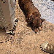 Myla Sue is registered to the contest to win money with this photo: dog, brown_dog, lying_down, rug, heater, shoe, indoor, resting, pet, floor, carpet, patterned_rug, cozy, home, domestic, animal, fur, relaxing, warm, household_items