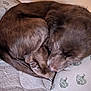dog, brown_dog, sleeping, curled_up, pet, indoor, blanket, pillow, resting, fur, canine, cozy, fur_texture, close_up, home, animal, companion, cute, peaceful, relaxation
