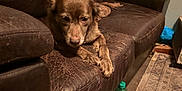 Myla Sue joined the competition — help win amazing prizes! dog, brown_dog, leather_couch, living_room, soda_bottle, carpet, floor, furniture, indoor, pet, resting, animal, canine, relaxing, cozy, dim_lighting, home, side_view, domestic, quiet