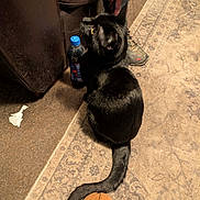 Kiki joined the competition — help win amazing prizes! black_cat, cat, indoor, carpet, rug, shoe, slipper, bottle, plaid_pants, sneaker, pet, animal, curious, yellow_eyes, furniture, floor, leather_sofa, tail, person, domestic