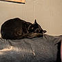 black_cat, sleeping, curled_up, leather_couch, worn_couch, indoor, pet, feline, fur, resting, quiet, shadow, wall, light_switch, cozy, relaxed, animal, domestic_cat, home_interior, still_life