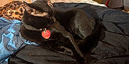 Kiki is registered to the contest to win money with this photo: black_cat, cat, bed, blanket, pillow, indoor, animal, pet, sleeping, feline, collar, tag, clothing, fabric, door, room, cozy, resting, fur, sunlight