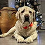 animal, bow_tie, calm, canine, christmas_tree, companion, cute, decorations, dog, festive, holiday, indoor, labrador, mammal, ornaments, pet, pottery, relaxed, tile_floor, white_dog