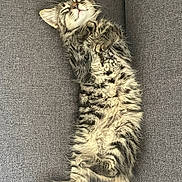 Anoï participe au concours pour gagner de l'argent avec cette photo : animal, cat, couch, cozy, cute, domestic_animal, feline, fluffy, fur, furniture, indoor, kitten, paw, pet, relaxed, resting, sleeping, tabby, whiskers, young