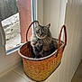 animal, basket, cat, closeup, cozy, curious, domestic, fur, furniture, green_eyes, houseplant_absent, indoor, natural_light, pet, tabby_cat, texture, window, windowsill, wooden_floor, woven