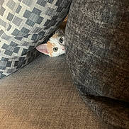 Cookie participe au concours pour gagner de l'argent avec cette photo : kitten, cat, couch, cushion, peeking, curious, eyes, ears, indoor, soft, texture, pattern, gray, white, orange, pet, animal, cozy, furniture, resting