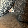 kitten, cat, couch, cushion, peeking, curious, eyes, ears, indoor, soft, texture, pattern, gray, white, orange, pet, animal, cozy, furniture, resting