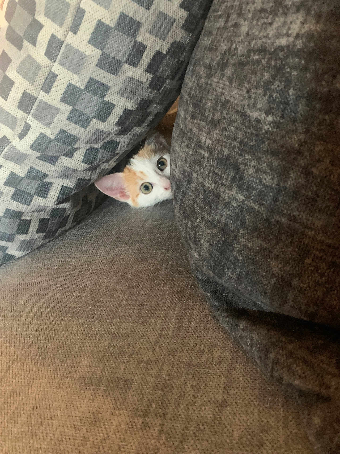 Cookie participe au concours pour gagner de l'argent avec cette photo : kitten, cat, couch, cushion, peeking, curious, eyes, ears, indoor, soft, texture, pattern, gray, white, orange, pet, animal, cozy, furniture, resting