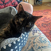 Tortellini is registered to the contest to win money with this photo: cat, tortoiseshell_cat, pet_bed, couch, floral_pattern, polka_dots, person_knee, indoor, carpet, cat_tree, home_interior, furniture, resting, pet, domestic_animal, cozy, relaxing, animal, closeup, soft_texture