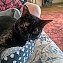 cat, tortoiseshell_cat, pet_bed, couch, floral_pattern, polka_dots, person_knee, indoor, carpet, cat_tree, home_interior, furniture, resting, pet, domestic_animal, cozy, relaxing, animal, closeup, soft_texture