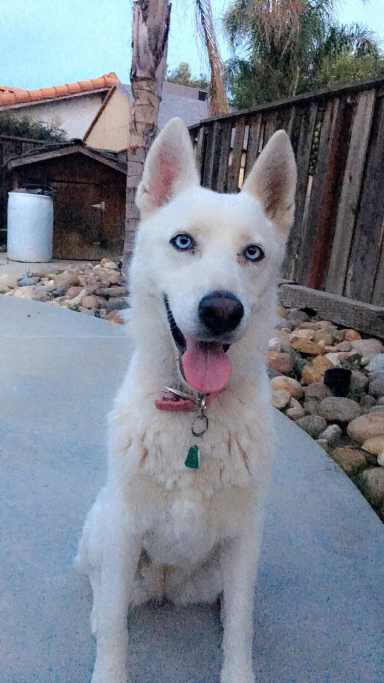 Bella Rose is registered to the contest to win money with this photo: ancient_dog_breeds, berger_blanc_suisse, canaan_dog, canidae, carnivore, dog, dog_breed, german_shepherd_dog, herding_dog, indian_spitz, kintamani, korean_jindo_dog, mammal, pungsan_dog, rare_breed_dog, siberian_husky, vertebrate, white_shepherd