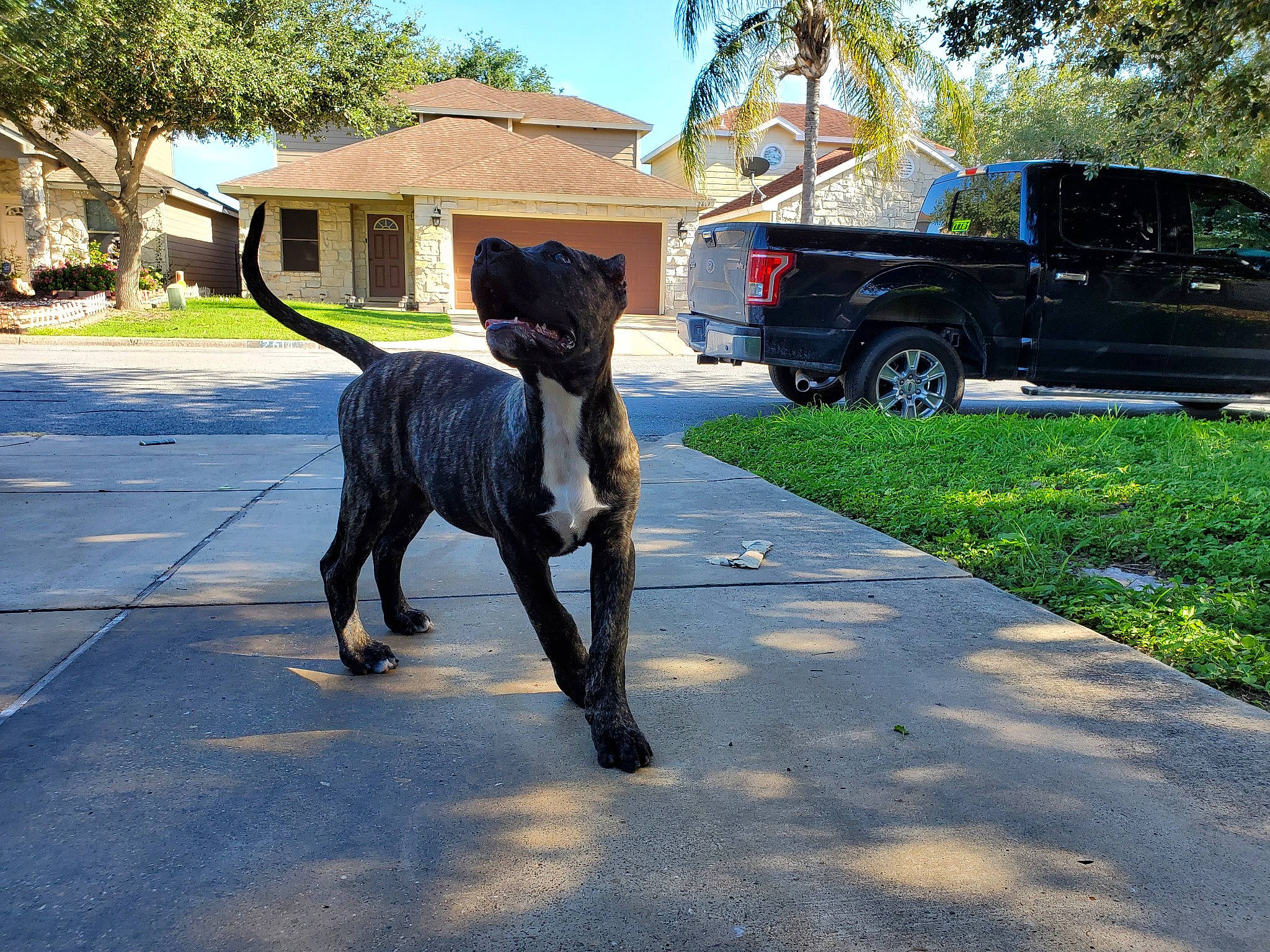 Athena is registered to the contest to win money with this photo: canidae, carnivore, dog, dog_breed, dog_walking, guard_dog, leash, mammal, non_sporting_group, sporting_group, tail, vehicle