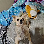 Guero joined the competition — help win amazing prizes! animal, bed, blanket, blue_blanket, canine, carpet, cozy, cute, dog, fur, home, indoor, looking_up, pet, plush_toy, purple_blanket, resting, soft, stuffed_animal, toy