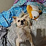animal, bed, blanket, blue_blanket, canine, carpet, cozy, cute, dog, fur, home, indoor, looking_up, pet, plush_toy, purple_blanket, resting, soft, stuffed_animal, toy