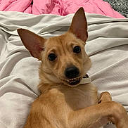 Bandit is registered to the contest to win money with this photo: dog, pet, bed, blanket, indoor, canine, smile, ears, fur, collar, cute, animal, lying_down, light_brown, white_blanket, pink_blanket, room, furniture, relaxed, playful