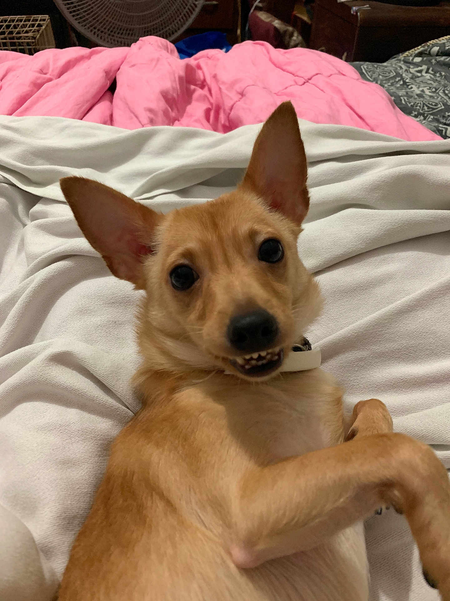 Bandit