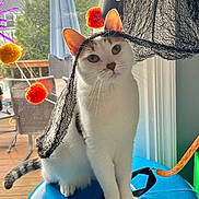 Marlee joined the competition — help win amazing prizes! animal, black, blue_surface, cat, chair, curious, daylight, deck, ears, house, indoor, net, orange, outdoor, pet, playful, pom_poms, whiskers, white, window