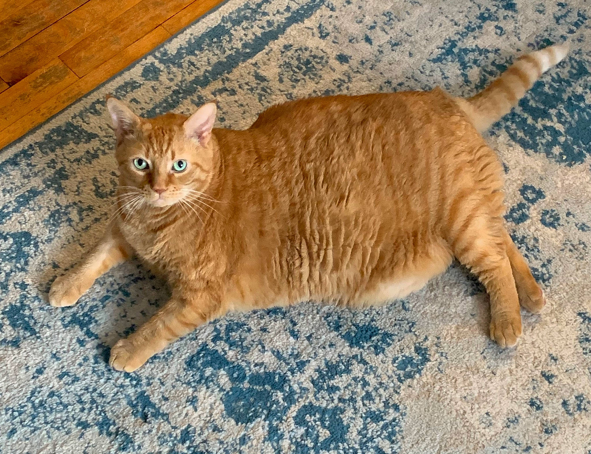 Tigger joined the competition — help win amazing prizes! carnivore, cat, claw, domestic_short_haired_cat, fawn, felidae, flooring, foot, fur, hardwood, paw, small_to_medium_sized_cats, snout, tail, terrestrial_animal, varnish, whiskers, wildlife, wood, wood_stain