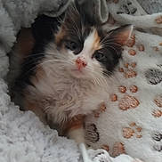 Lola a rejoint le concours — aidez-le/la à gagner de superbes lots ! kitten, calico, cat, pet, furry, cute, blanket, paw_prints, cozy, soft, fur, animal, indoor, resting, young, whiskers, ears, small, comfort, sleepy