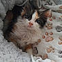kitten, calico, cat, pet, furry, cute, blanket, paw_prints, cozy, soft, fur, animal, indoor, resting, young, whiskers, ears, small, comfort, sleepy