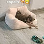 animal, ball, canine, cat, chihuahua, cushion, dog, dogbed, ferret, homedecor, hound, husky, indoors, interiordesign, kitten, person, pet, pug, puppy, sleeping