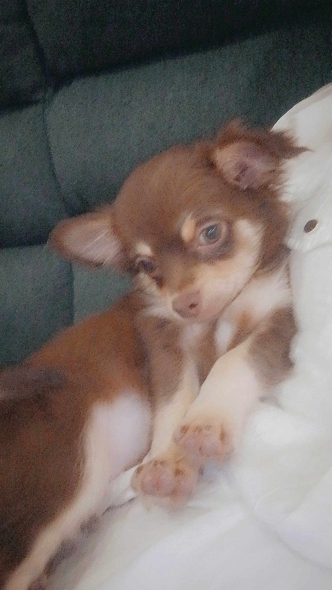 Ruben